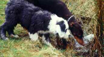 Curly und Kim