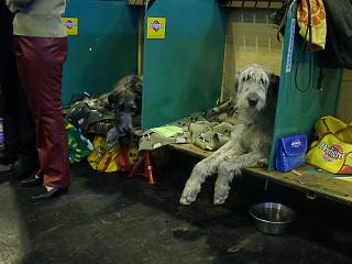 Irish Wolfhounds