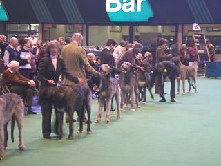 Irish Wolfhounds