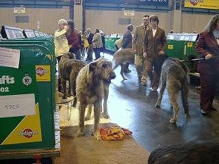 Irish Wolfhounds