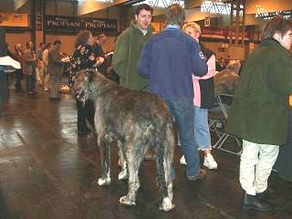 Irish Wolfhound