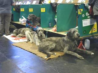 Irish Wolfhounds