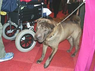 Shar-Pei