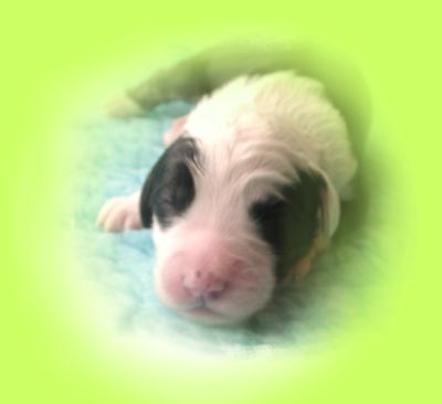 Admiral von Schneider