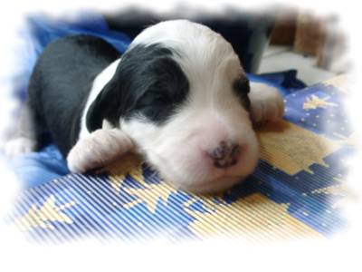 Admiral von Schneider