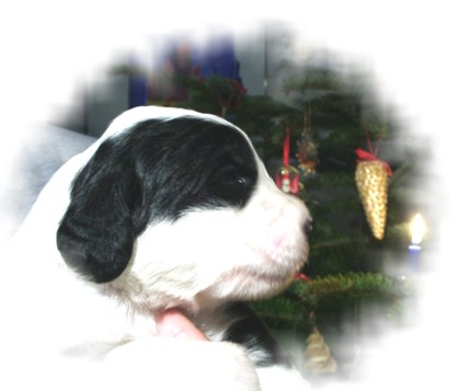 Admiral von Schneider