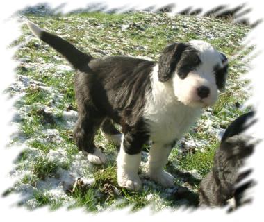 Admiral von Schneider