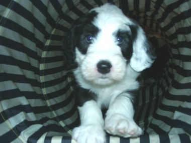 Admiral von Schneider