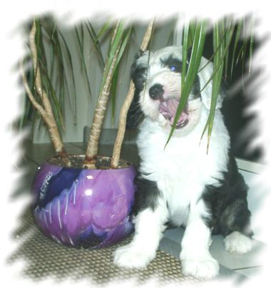 Admiral von Schneider