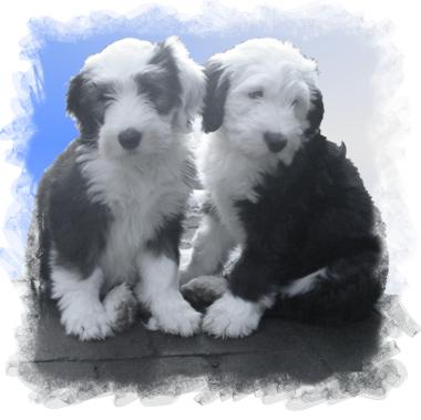 Annie get your gun / Albus Dumbledore