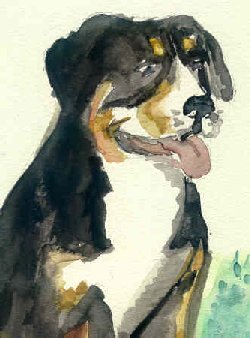Aquarell "Sennenhund"