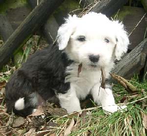 Bild kann durch Anklicken vergr��ert werden