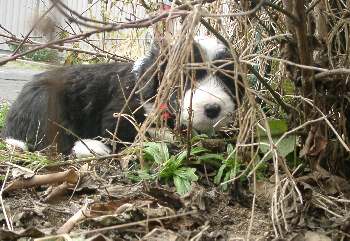Bild kann durch Anklicken vergr��ert werden