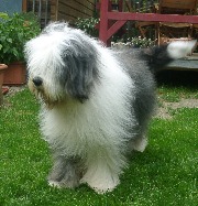 "Emil" Elvis vom Elsterufer