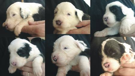 Zum Vergr��ern anklicken