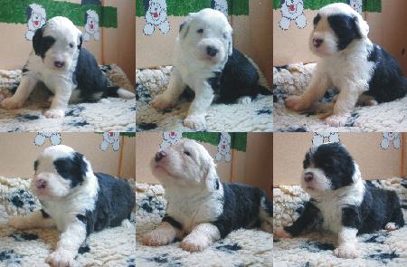 Zum Vergr��ern anklicken