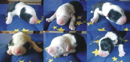 F�r gr��ere Version anklicken