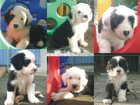 Durch Anklicken vergr��ern