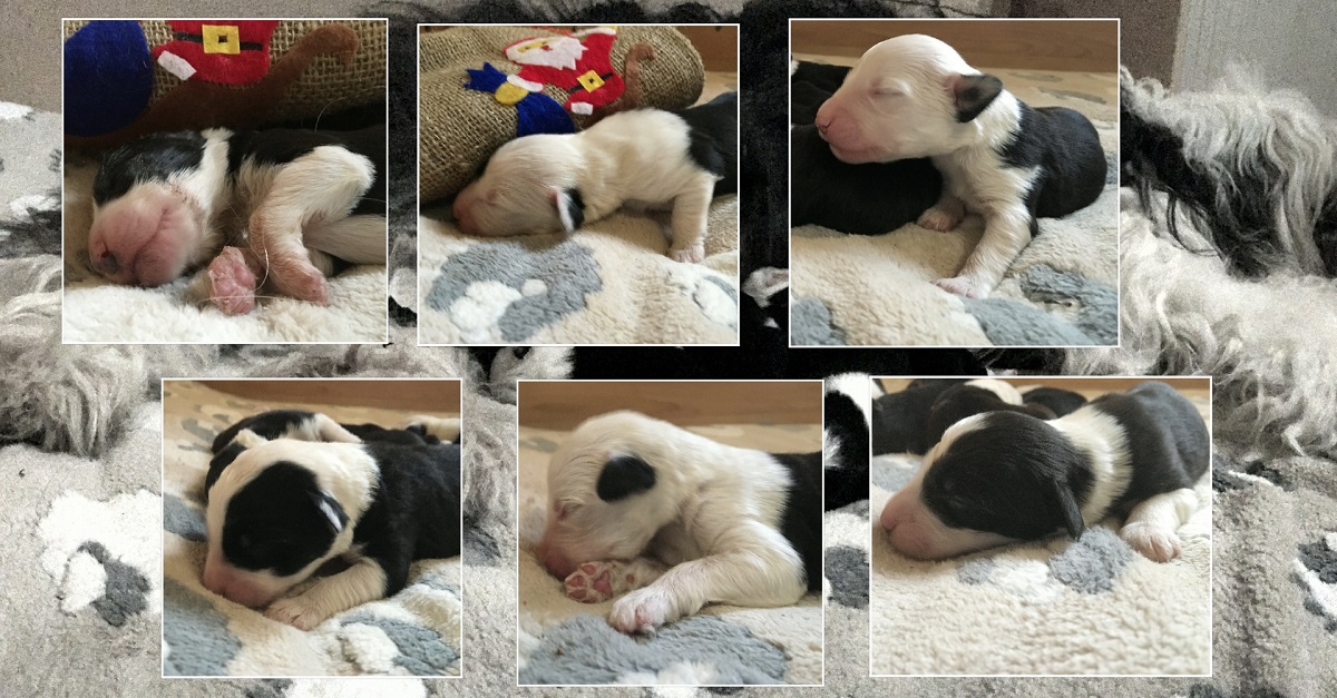 Zum Vergrößern anklickken